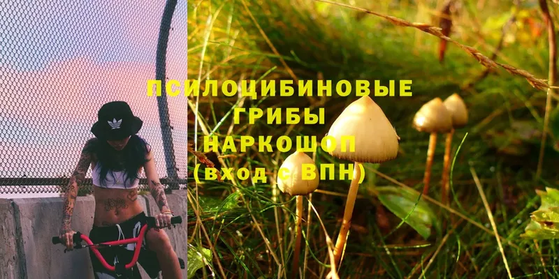 закладка  Кисловодск  Псилоцибиновые грибы Cubensis 